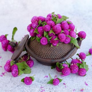 Buddy Purple Gomphrena arranged in a cast iron Japanese teapot on a light background.