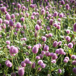 Salmon Pastel Gomphrena flowers bloom profusely in the Baker Creek gardens.