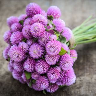 A posy of Salmon Pastel Gomphrena flowers on wooden background.