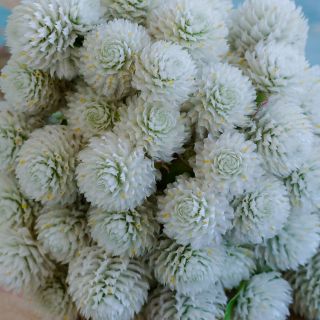 Detailed Close-up of Snow White Gomphrena blooms.