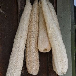 Dried Dishcloth or Luffa Gourd hanging on a wooden wall.