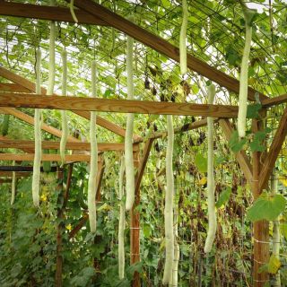 Several Kikinda Edible Gourds, hanging down from an overhead trellis.