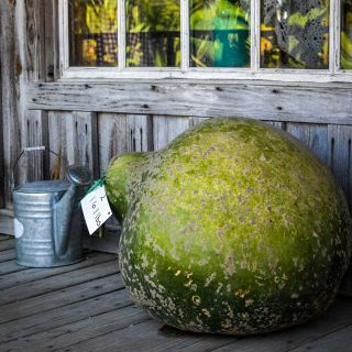 161-pound Giant Bushel Basket gourd sitting store at the Baker CreekHeirloom Seed Store in Mansfield, Missouri.