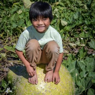 A child sitting on a Giant Bushel Gourd in a field of gourds.
