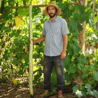 A Gardener holding a Kikinda Edible Gourd that is as tall as him in the garden.
