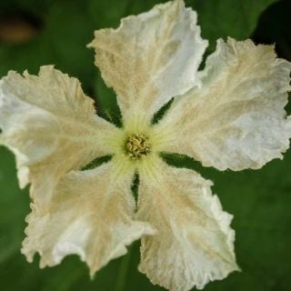 Close-up of a Kikinda Edible Gourd flower.