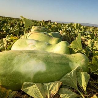 Zucca Melon - Giant Gourd harvested and laying down side by side in the field.