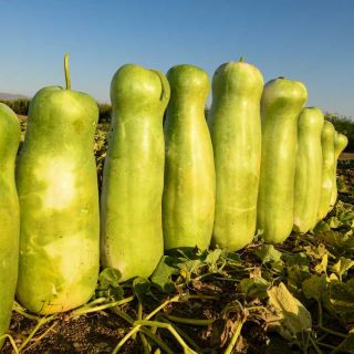 Zucca Melon - Giant Gourd harvested and lined up side by side in the field.