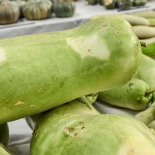 Zucca Melon - Giant Gourd in a pile on a display table.