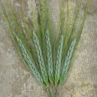 Five Emmer Wheat heads on a tan background.