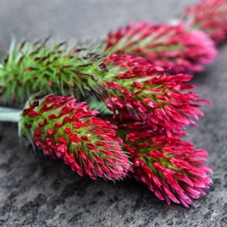 A close up macro view of Crimson Clover flowers on a slate background.