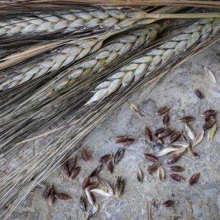 Close-up of Blue Ethiopian Emmer Wheat on stone.