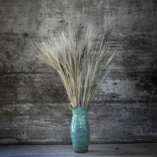Blue Ethiopian Emmer Wheat in a vase.