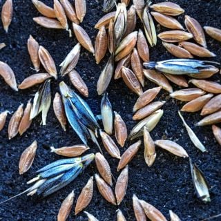 Close-up of Utrecht Blue Wheat berries on a black volcanic stone background.