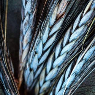 A close-up macro view of Utrecht Blue Wheat.
