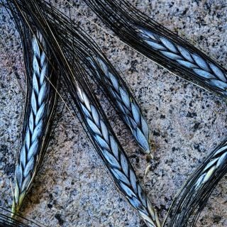 Five Utrecht Blue Wheat stalks having a party on a stone background.