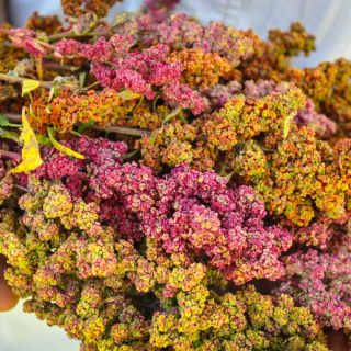 Close-up of Brightest Brilliant Quinoa in the hand of a gardener.