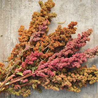 Brightest Brilliant Quinoa spread out on a table.