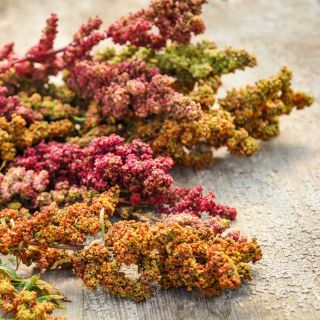 Close-up of Brightest Brilliant Quinoa spread out on a table.