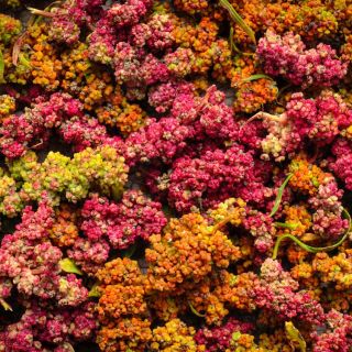 Close-up of Brightest Brilliant Quinoa.