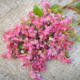 Rose Red Soba Buckwheat flowers arranged on a vintage white washed wooden background.