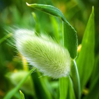 Bunny Tails Grass growing in the greenhouse at Baker Creek.