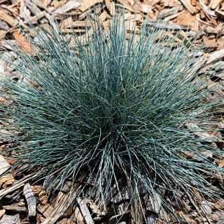 Blue Buddy Grass planted in a mulched flower bed.