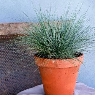 A potted Blue Buddy Grass plant on grey background.