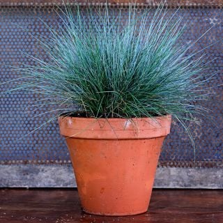 Blue Buddy Grass plant in a pot sitting on wood table with a metal screen in the background.