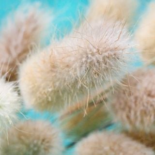 A close-up macro detail of Bunny Tails Grass on a blue background.