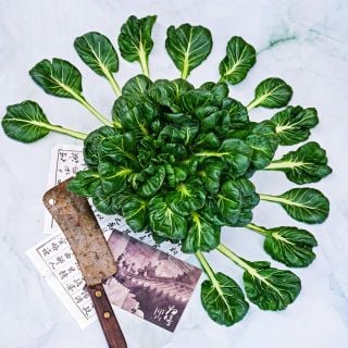 A head of Tatsoi surrounded by leaves with a butcher knife and postcards on a light green background.