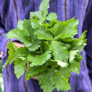 Mitsuba Japanese Parsley