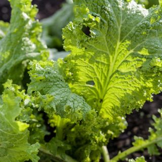 Southern Giant Curled Mustard still on the plant.