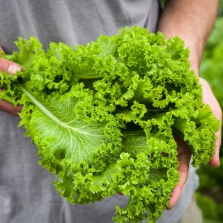 Southern Curled Giant Mustard in garden.