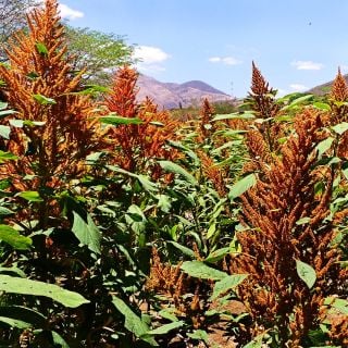 Juana's Orange Amaranth growing in a field in Guatemala.