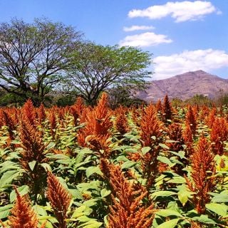Juana's Orange Amaranth field with mountains in the background.