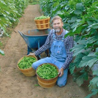 Heavy Hitter Okra with Ron Cook