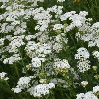 Common Yarrow growing in the garden.