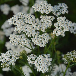 Closeup of Common Yarrow growing in the garden.