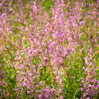 Rose Mint Agastache Awash with summer sunshine growing in the trial gardens at Baker Creek.