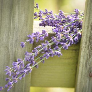 Lavender sprigs in wooden fence.
