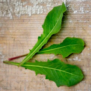 French Dandelion leaves on wooden board.
