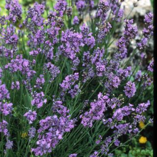 Lavender growing in garden.