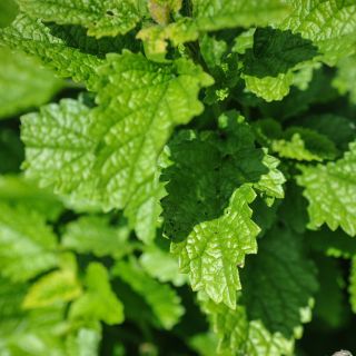 Close-up Green Lemon Balm growing in garden.