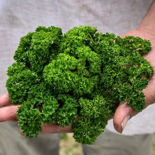 Moss Curled Parsley