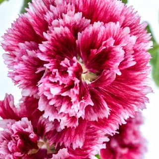 Close-up detailed view of Fiesta Time Hollyhock blooms.