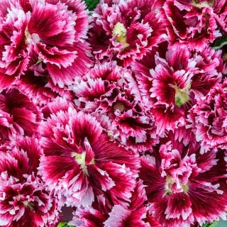 A deatiled view of multiple Fiesta Time Hollyhock blooms.