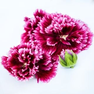 Fiesta Time Hollyhock flowers on a white background. 