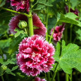 Fiesta Time Hollyhocks blooming the Baker Creek trial gardens in Mansfield, Missouri.