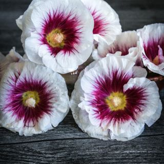 Close-up of Creme de Cassis Hollyhock blooms.